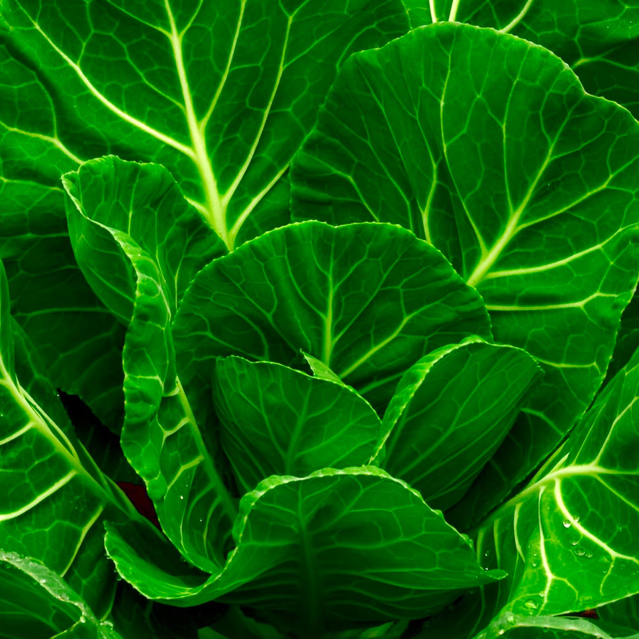 Collards Champion Seeds – 1g Heirloom, Cold Hardy, High Yield, Tender Green Leaves, Garden & Container, Brassica oleracea var. viridis