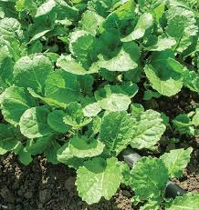 1000 Ethiopian Kale Seeds - Brassica carinata, Heirloom Non-GMO, Abyssinian Mustard, Nutritious Leafy Green, Vegetable Seeds