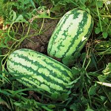 1000 mg Jubilee Watermelon Seeds Citrullus lanatus Heirloom Fruit for Planting, Sweet Juicy Harvest, Home Garden