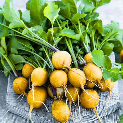 Golden Helios Radish Seeds β Heirloom, Mild & Crisp Yellow Radish, Fast-Growing, Heat-Tolerant, Perfect for Salads & Pickling