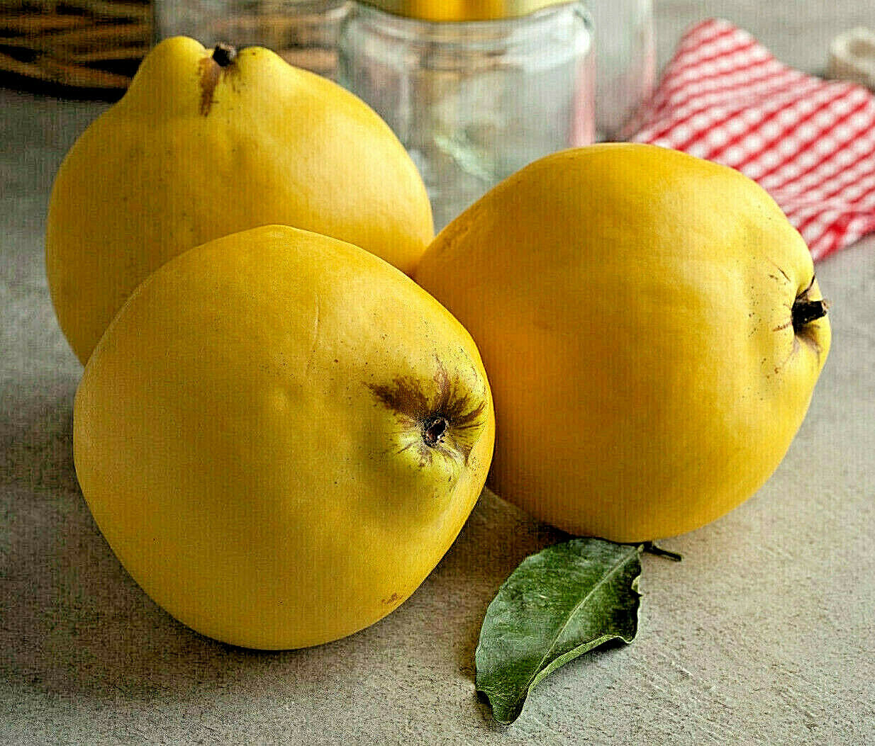 20 Common Quince Seeds for Planting, Cydonia oblonga, Edible Fruit, Hardy Tree, Backyard Orchard, Garden Starter