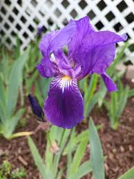 Light Purple Japanese Iris Live Roots | Freshly Dug Bulbs | Spring Blooming Perennial | Hardy Iris Ensata Clumps | Garden Flowers Pack of 4