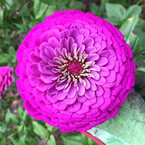 Purple Prince Zinnia Seeds | Non-GMO | Rosy Purple Blooms | Tall Cut Flowers | Zinnia elegans | Summer Blooming Garden Flowers