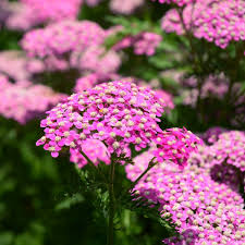 Pink Yarrow Perennial Bare Root Plant - Achillea Millefolium for Garden Borders & Pollinators