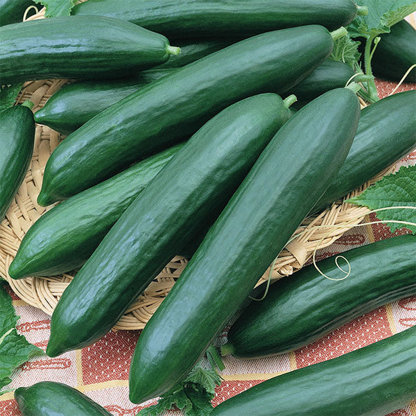 Tendergreen Burpless Cucumber Seeds | Heirloom, Non-GMO | 7-12 Inch Cucumbers | Cucumis sativus