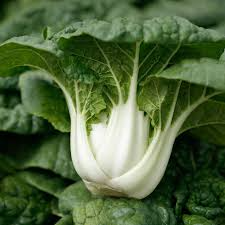 Pak Choi Bok Choi Taisai Seeds – Heirloom Asian Greens, Fast Growing, Crisp White Stems, High Yield, Garden & Container Planting