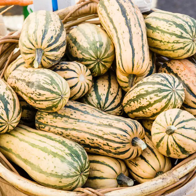 Delicata Squash Seeds – Heirloom, Sweet Nutty Flavor, Easy-to-Grow Winter Squash, Cucurbita pepo, 20 Seeds