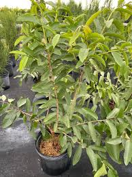 Starter Plant Mexican Guava (Psidium guajava) Fruit Tree 1-2 ft, Tropical Edible Tree, Live Green Foliage