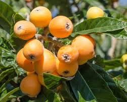 Japanese Loquat Fruit Tree Seedling 8" Potted Eriobotrya japonica Tropical Edible Fruit Plant