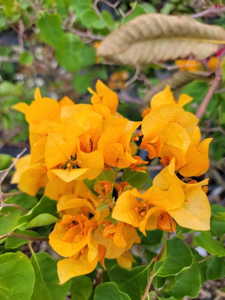Gold Yellow Bougainvillea Starter Plant - Paper Flower Seedling for Gardens, Containers & Landscaping - Bougainvillea glabra