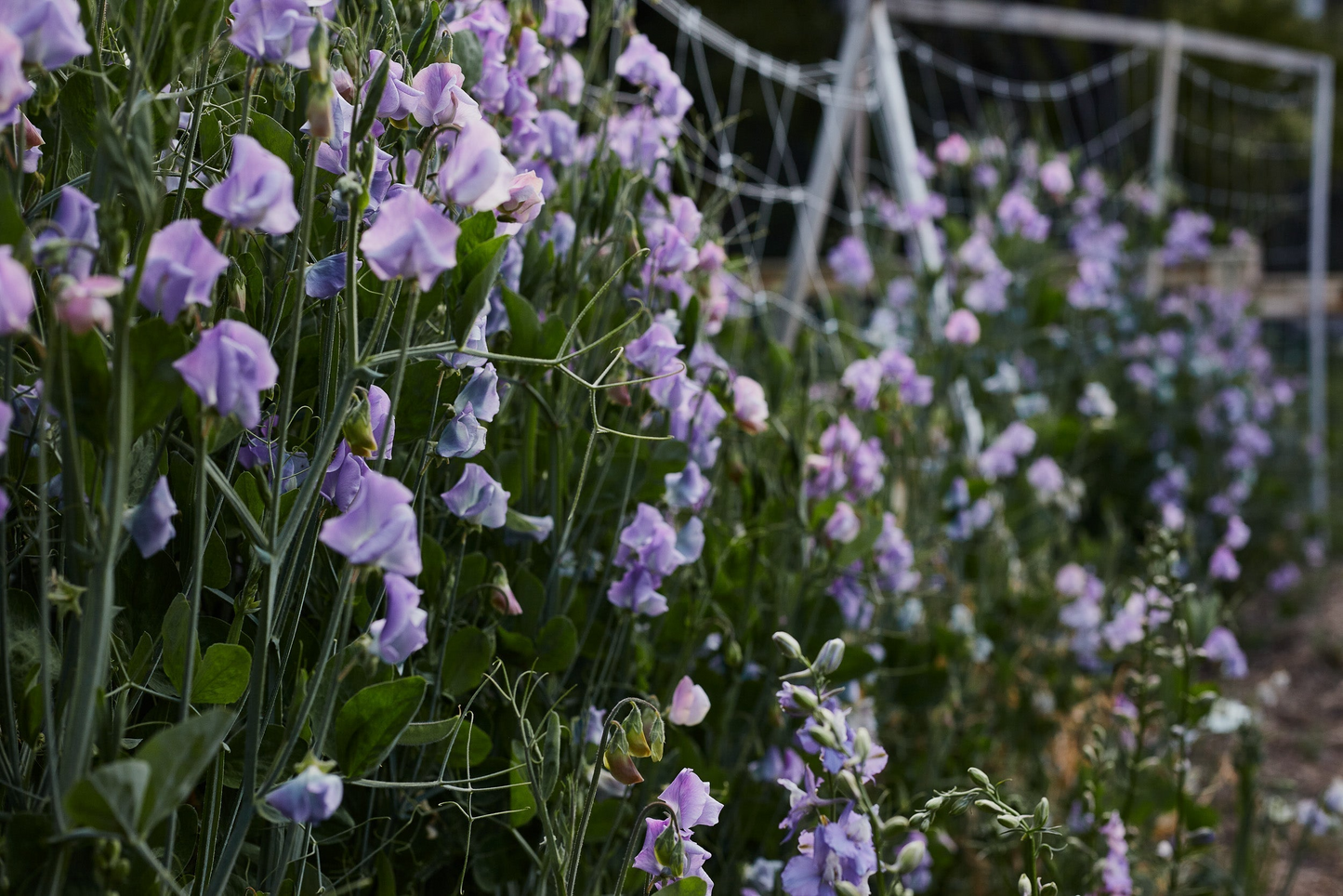 50+ Chatsworth Sweet Pea Seeds – Fragrant Lavender-Blue Blooms, Climbing Vines for Trellises & Bouquets, Lathyrus odoratus