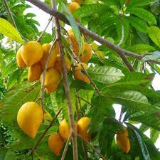 Canistel Tree Seedling | 9-Inch Live Tropical Fruit Tree | Pouteria campechiana | Easy to Grow in Warm Climates