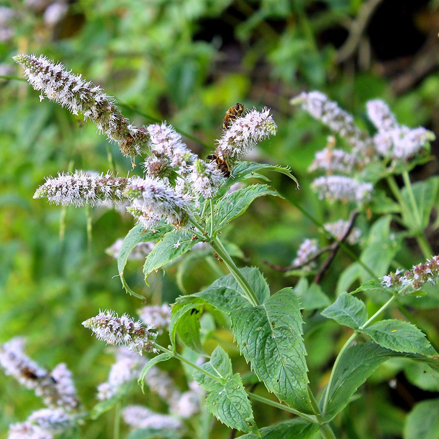 Peppermint Herb Seeds 30mg – Mentha × piperita, Perennial, Strong Mint Aroma, Ideal for Teas & Desserts