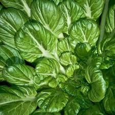 250 Pak Choi Tatsoi Seeds - Brassica rapa subsp. narinosa Heirloom Asian Greens for Gardening, Planting & Stir-Fry
