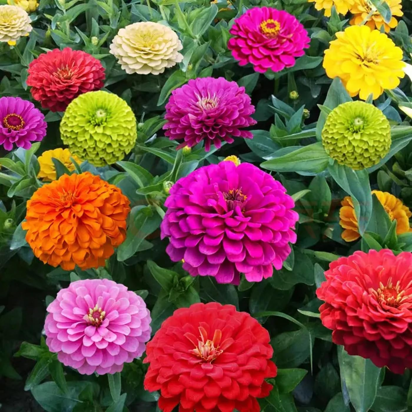200 Seeds Zinnia Carousel Mix Heirloom Non-GMO Large 4-Inch Blooms Vibrant Carnival Colors for Gardens & Cut Flowers