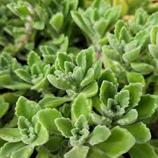 Plectranthus tomentosa Vicks Plant | 2 Live Bare Root Succulents | Fragrant Fuzzy Leaves | Indoor & Outdoor Houseplant