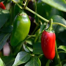 Jalapeño M Pepper Seeds – Heirloom, Spicy, High-Yielding, Capsicum annuum, Medium Heat Chili Seeds for Salsas & Cooking