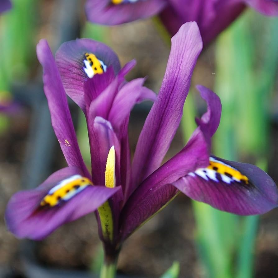 Iris Reticulata J.S. Dijt Bulbs β Purple Dwarf Iris, Early Blooming Perennial, Cold Hardy, 4-8 Inches, 10-Pack