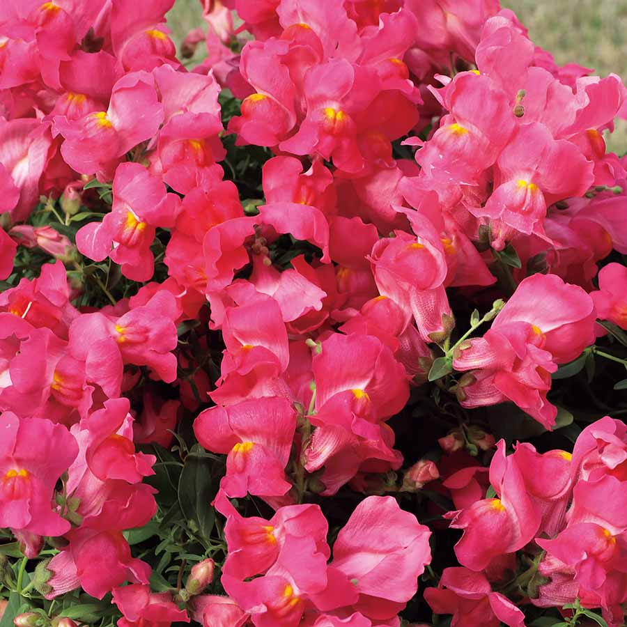 Candy Showers Pink Snapdragon Seeds - Cascading Pink Blooms for Gardens & Hanging Baskets - Antirrhinum majus, 1000+ Seeds