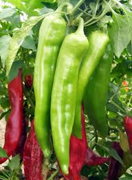 Hatch Big Jim Pepper Seeds – Capsicum annuum – Mild to Medium Heat, Heirloom, Non-GMO for Roasting & Stuffing