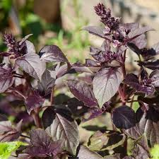 Dark Opal Basil Seeds | Heirloom Non-GMO Culinary Herb with Deep Purple Leaves | Fast Growing, 65 Days to Maturity