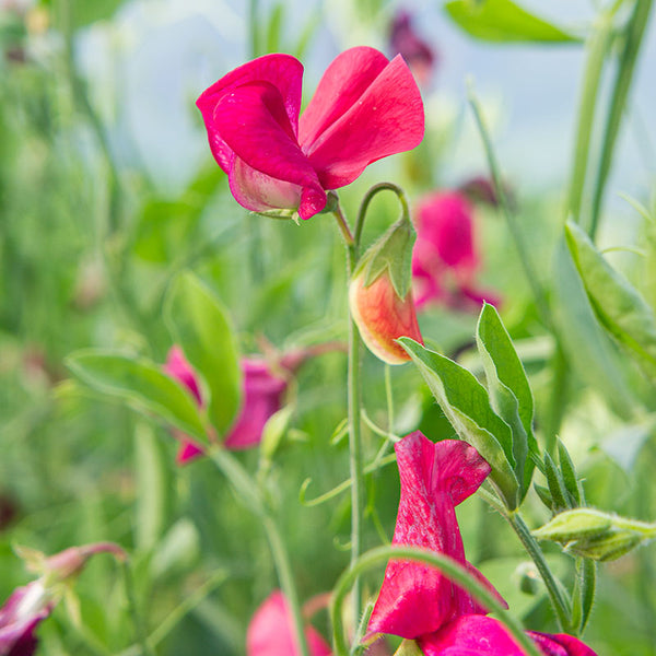 King Edward VII Sweet Pea Seeds – 50+ Crimson Blooms for Trellises & Bouquets – USA