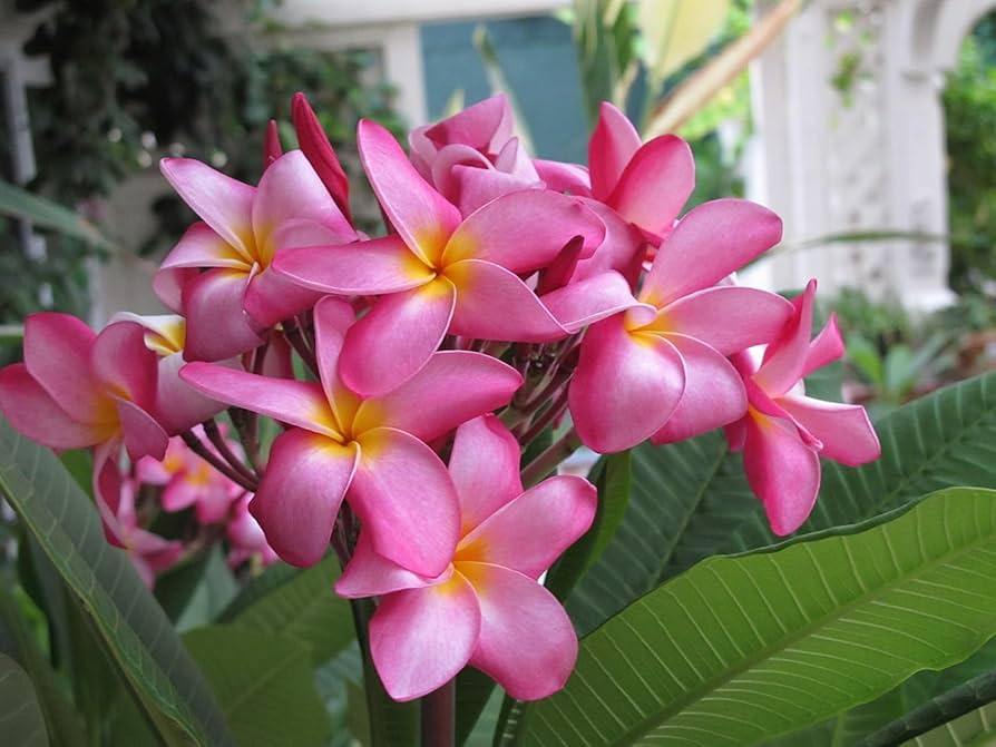 Pink Hawaiian Plumeria Fresh Cutting – No Root, Tropical Frangipani for Gardens, Plumeria rubra, Summer Blooming, Easy to Grow