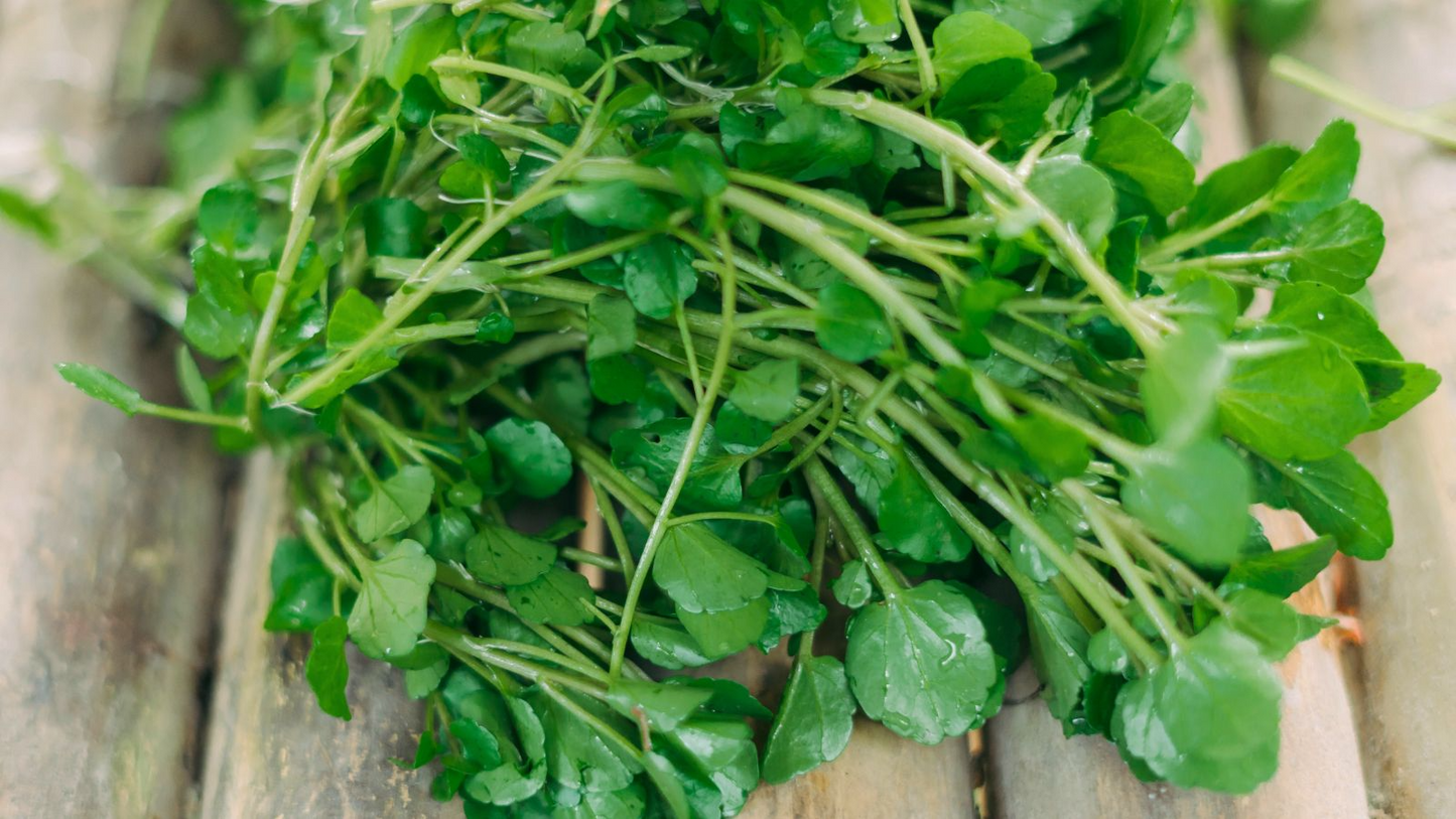 Fresh Watercress Cuttings with Roots – Live Edible Greens – Nasturtium officinale – Fast-Growing Vegetables for Home Gardening