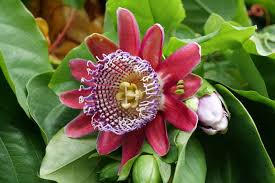 Giant Granadilla Seeds (Passiflora quadrangularis) – Exotic Edible Passionfruit Vine, Fast-Growing Tropical Climber