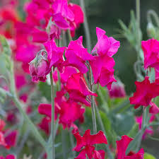 Sweet Pea Seeds – Bright Pink Blooms – Climbing Flower Vine for Bouquets & Gardens – Lathyrus odoratus