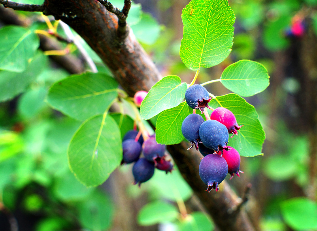Saskatoon Serviceberry Tree Bare Root 1-2 ft Amelanchier alnifolia Disease-Resistant Hardy Zones 2-9