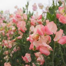 Candyfloss Sweet Pea Seeds – 50+ Blush Pink Blooms Climbing Vine for Trellises & Bouquets