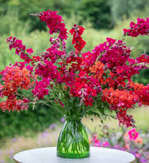 Chantilly Velvet Snapdragon Seeds | 1000+ Deep Red Fragrant Blooms | Tall Antirrhinum majus for Garden & Cut Flowers