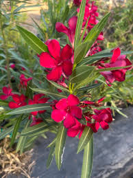 Red Oleander Unrooted Cuttings β 7 Live 6" Flowering Shrub, Drought-Tolerant, Evergreen, Ornamental Hedge Plant, Nerium Oleander