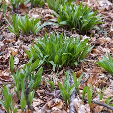 Wild Leek Seeds, Allium tricoccum, Heirloom Non-GMO, Perennial Woodland Edible Herb, Gourmet Onion-Garlic Flavor