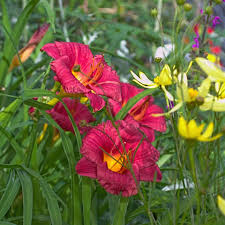 Daylily Ruffled Red Cranberry Baby Live Rooted Plant, Hemerocallis, Perennial, Reblooming, Drought-Tolerant, Pollinator-Friendly