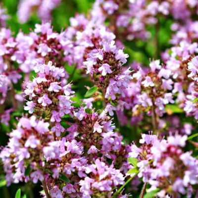 1000 Seeds Creeping Thyme Lavender Groundcover Perennial Purple Flowers Thymus praecox Non-GMO