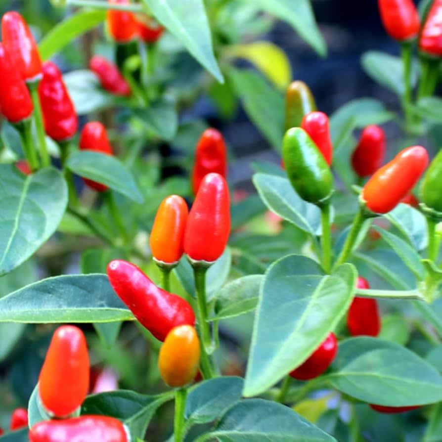 Chile Piquin Hot Pepper Seeds – Heirloom Variety, Small & Spicy, High Yield, Heat Tolerant, Garden & Container Planting, Capsicum annuum