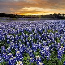 Texas Bluebonnet Seeds – Lupinus texensis – Native Wildflower for Spring Bloom, Pollinator Friendly, 1g