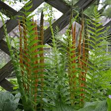 Bare Root Cinnamon Ferns, Osmunda cinnamomea, Hardy Perennial Ferns for Shade Gardens, Moist Soil