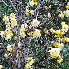 10 Seeds Chimonanthus Praecox Wintersweet Shrub, Fragrant Ornamental, Hardy, Winter-Blooming, Heirloom, Deciduous Plant
