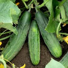 Cucumber Spacemaster 80 Seeds – Compact High-Yield, Disease-Resistant, Crisp Sweet Cucumbers for Garden & Container, Cucumis sativus