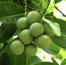Ball Nut Live Tropical Tree 12-24 Inches, Alexandrian Laurel, Calophyllum inophyllum, Ornamental & Medicinal Plant