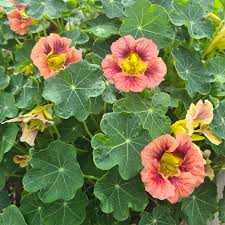 Nasturtium Purple Emperor Seeds – Edible Purple Flowers for Salads & Gardens – Tropaeolum majus, Non-GMO, Heirloom, 15 Seeds