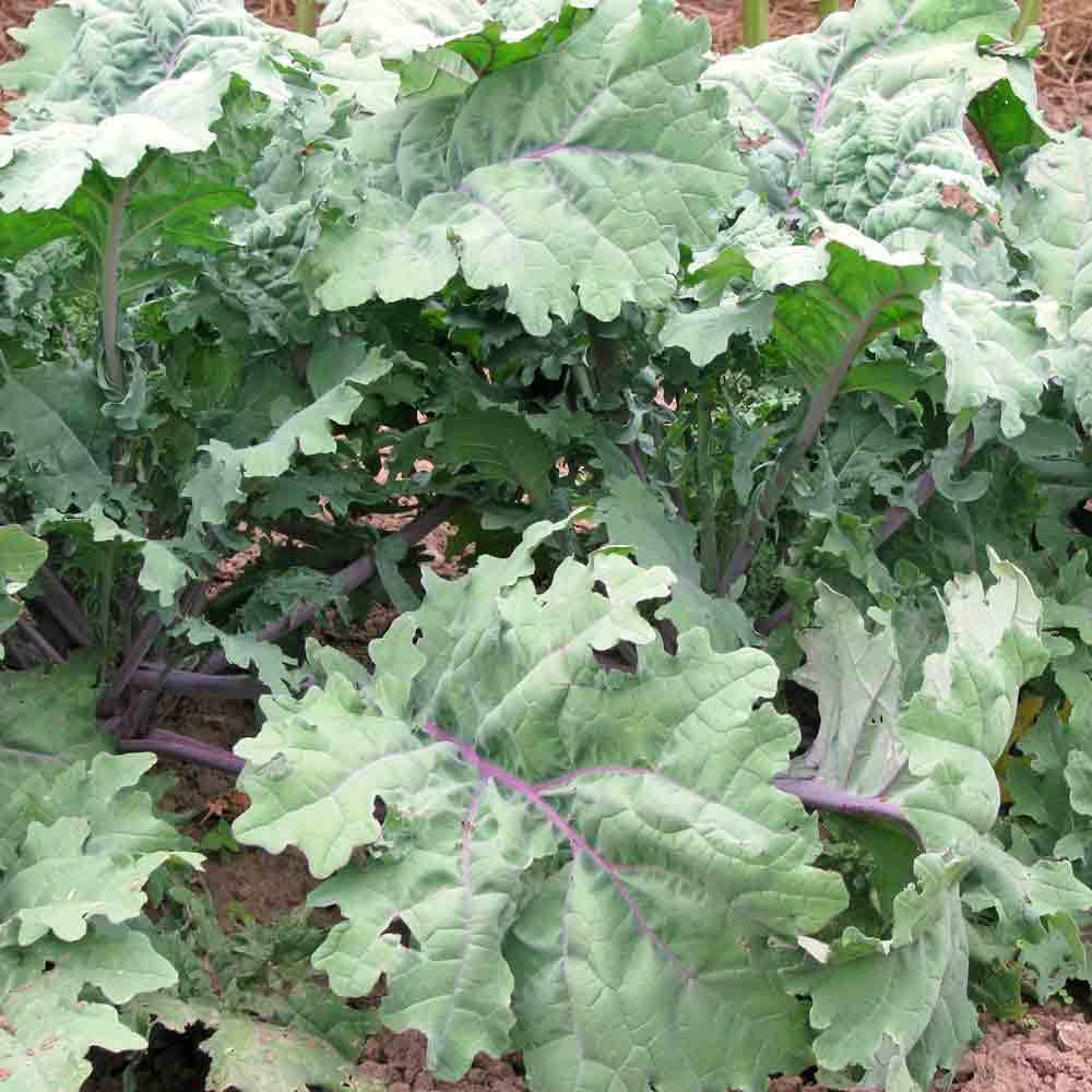 250 Seeds Red Russian Kale – Heirloom Brassica napus for Salads & Cooking, Frost-Tolerant Leafy Green