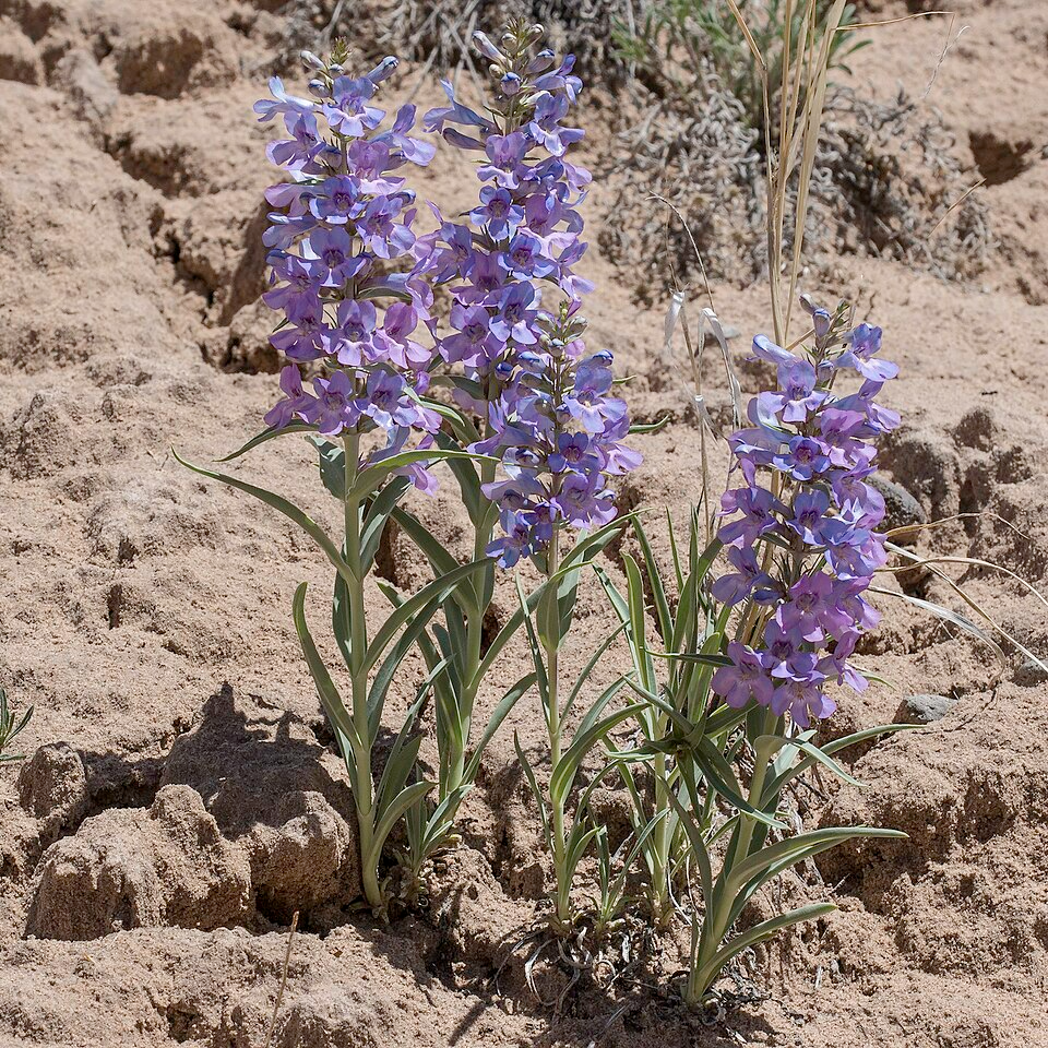 Narrowleaf Penstemon Seeds – Penstemon angustifolius – Drought Tolerant Native Wildflower Pollinator Perennial