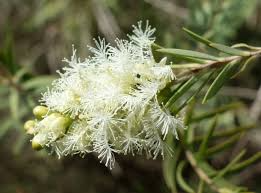 50 Snow In Summer Seeds Melaleuca linariifolia Fragrant Hardy Shrub for Gardens & Hedges