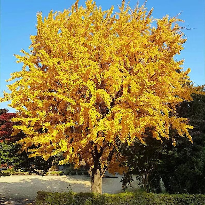 5 Stratified Ginkgo Biloba Tree Seeds – Hardy Maidenhair Tree with Yellow Fall Foliage, Bonsai Potential, Rare Urban Landscape Seeds