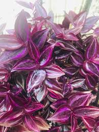 5+ Wandering Jew Burgundy Purple Plant Cuttings | Tradescantia zebrina | Indoor, Easy Propagation, Rare Foliage