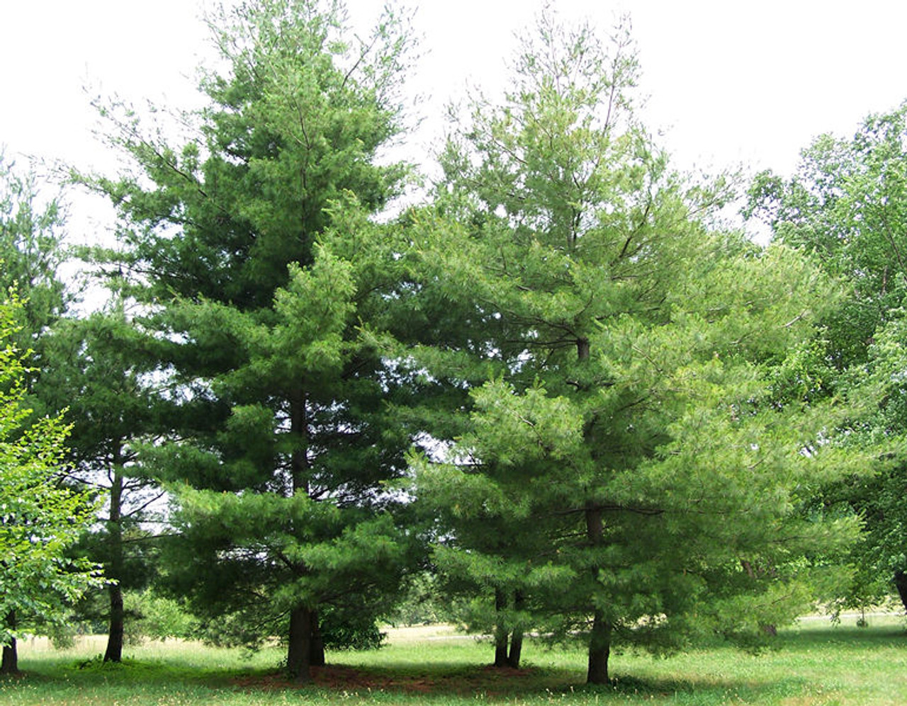Pine Tree Seedlings 3"-6" Bare Root Fast-Growing Wild Pines for Reforestation & Landscaping